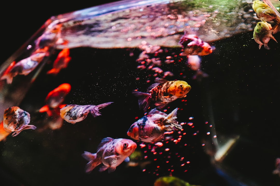 orange and white fish in water