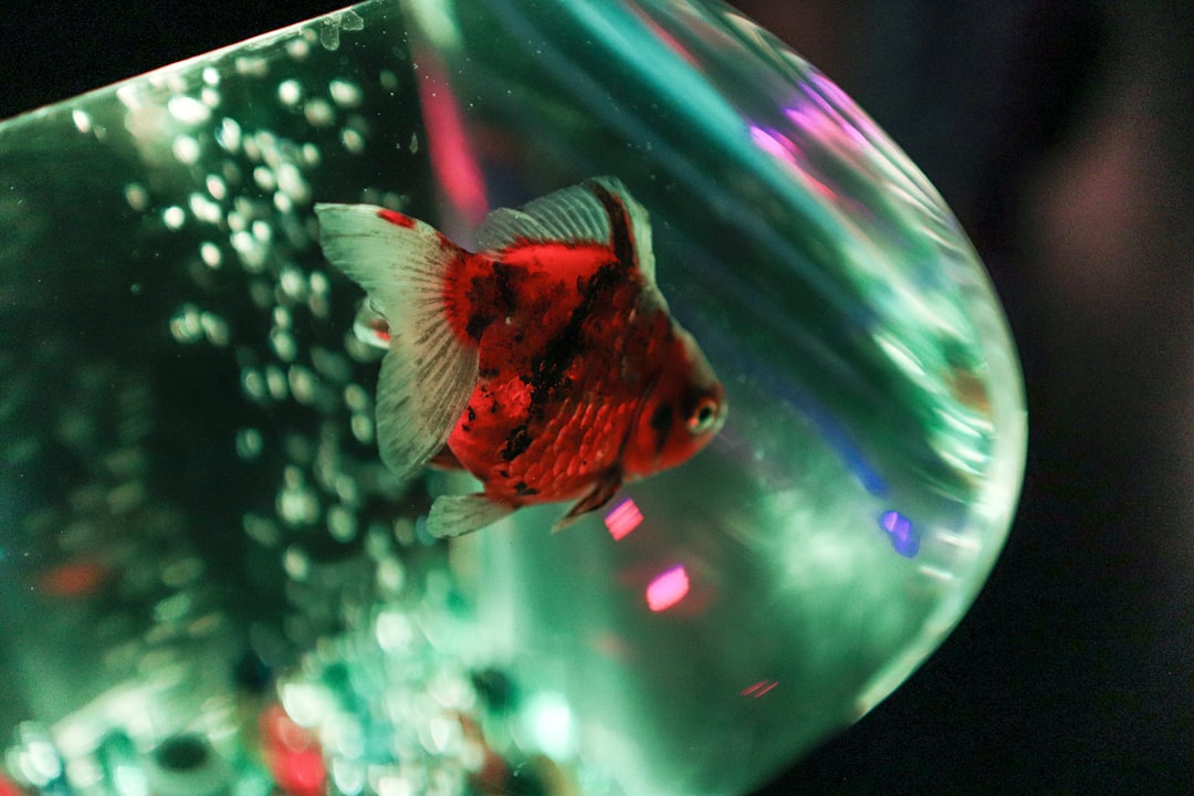 Goldfish in a clear aquarium