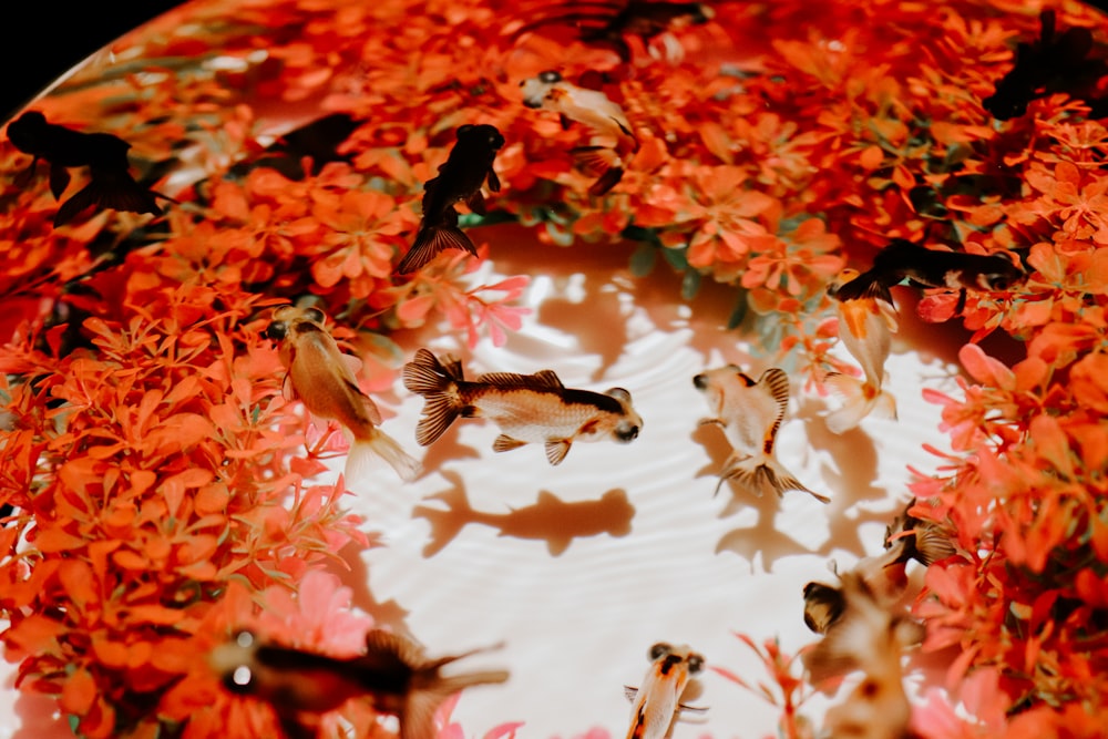 white and brown butterflies on red and white leaves