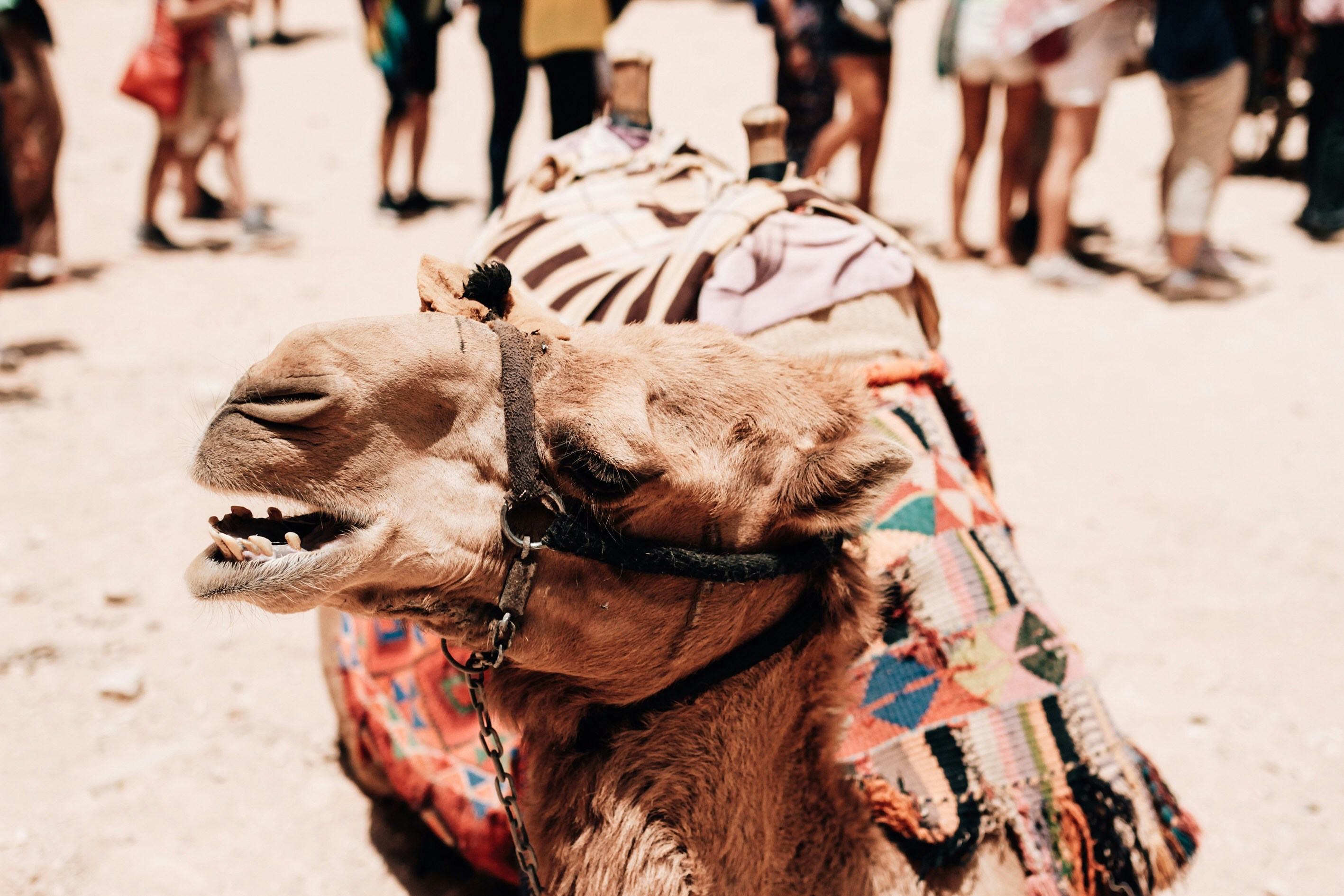 brown camel on white sand during daytime - Petra