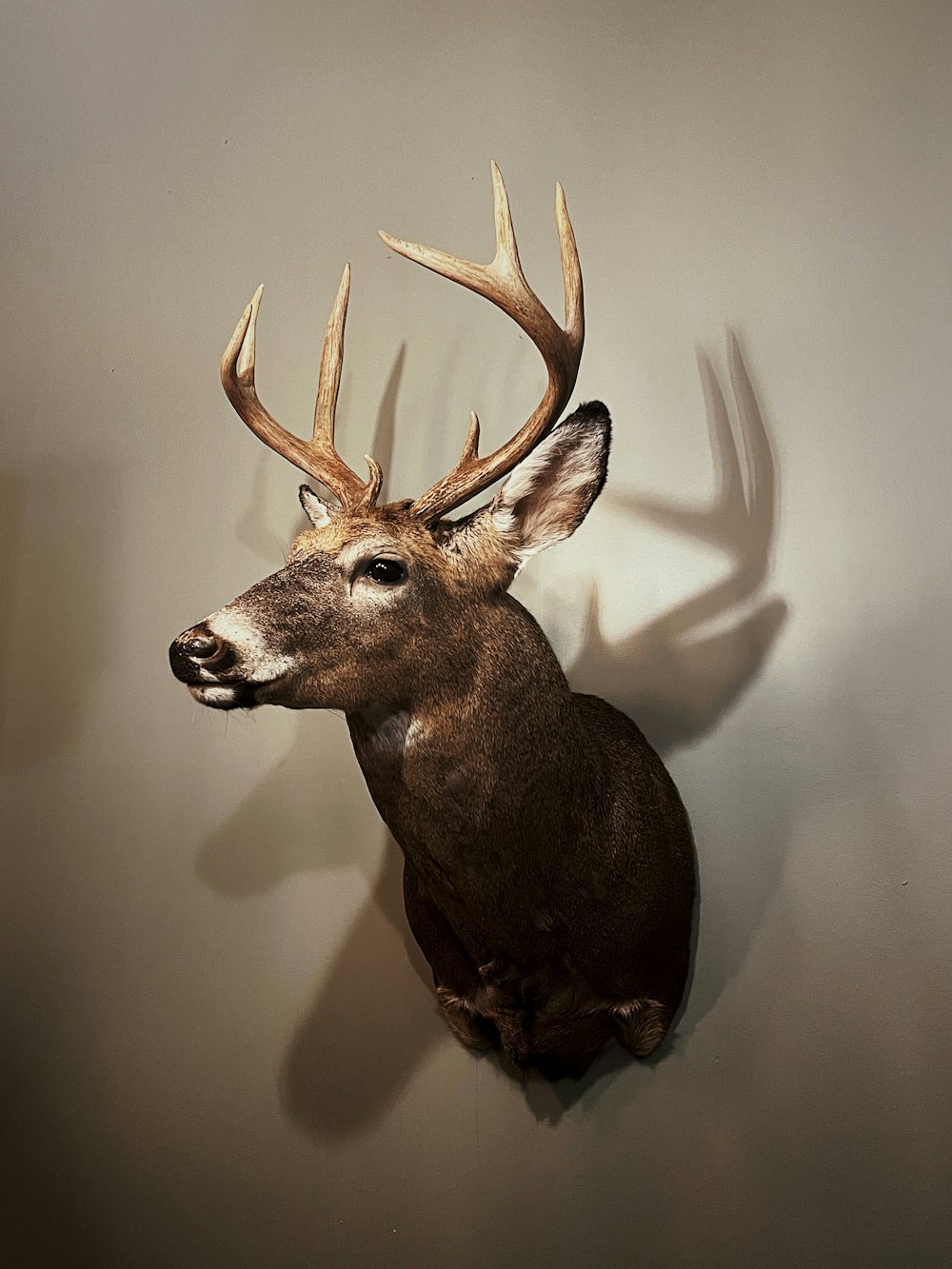 brown deer head mount on white wall