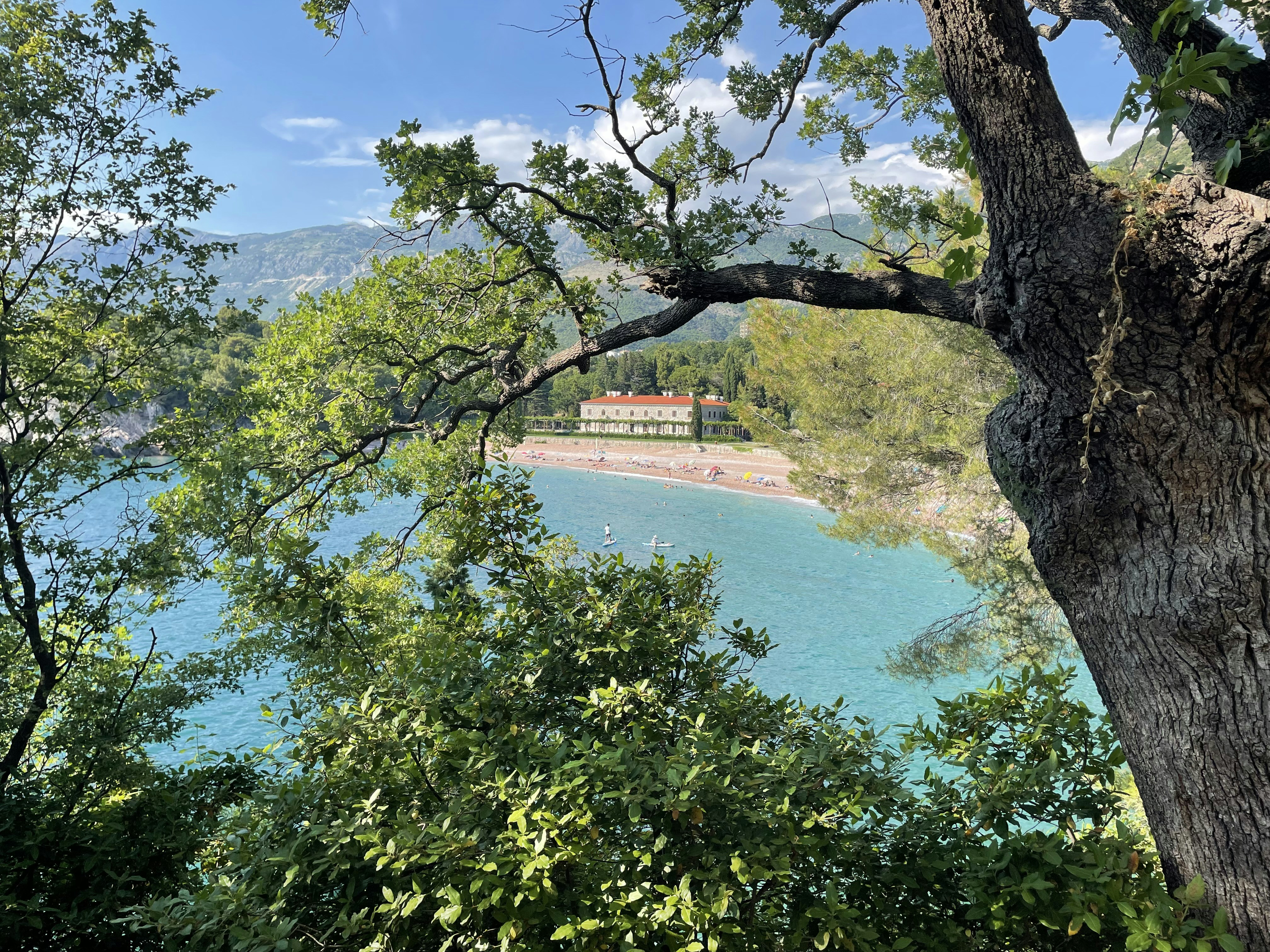 green trees beside body of water during daytime