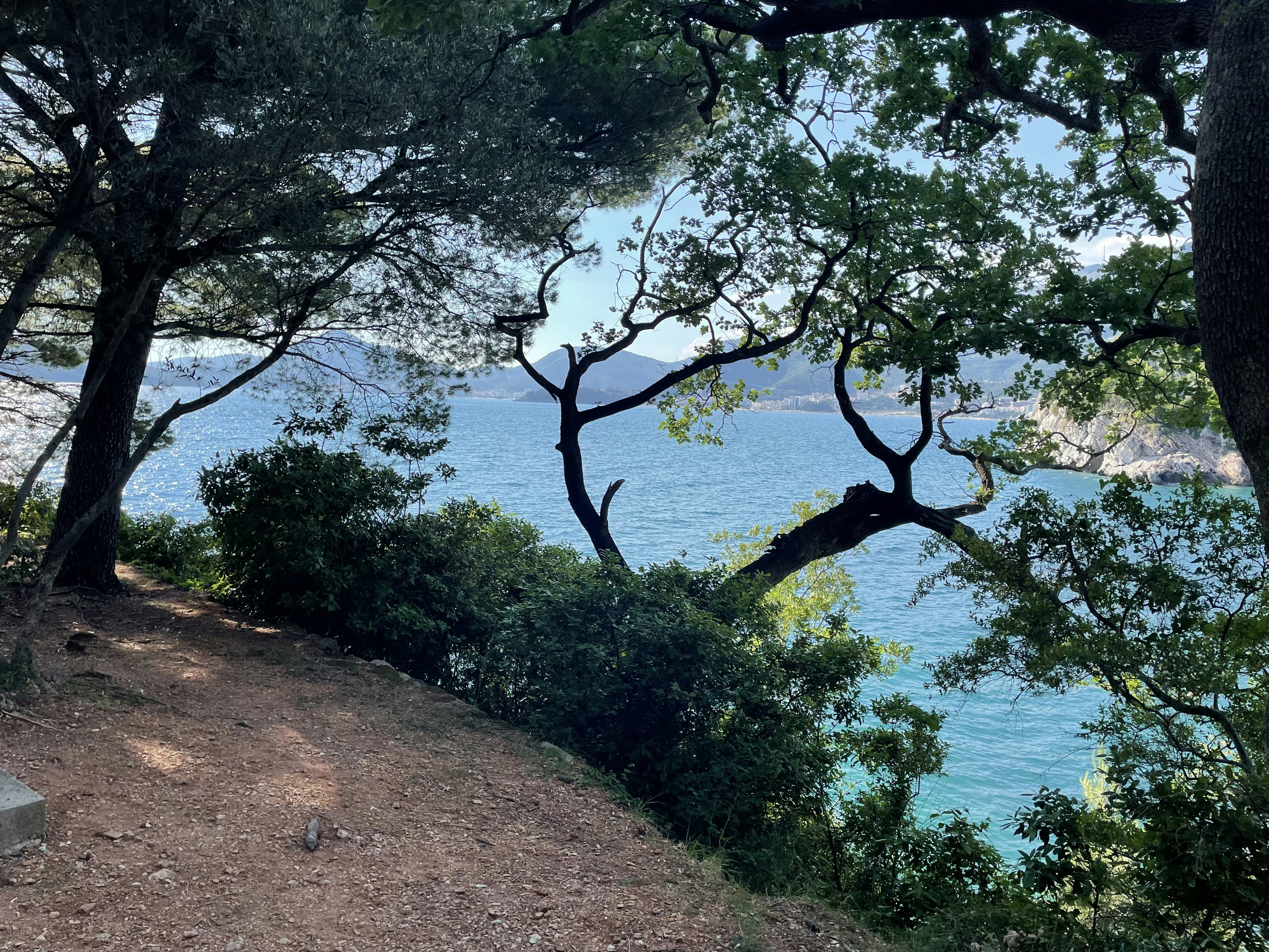 green trees near body of water during daytime