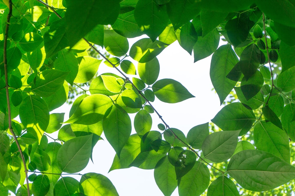 green leaves on white sunny sky