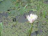 A cinematic shot of a lotus flower blooming in soft sand, symbolizing resilience and growth.