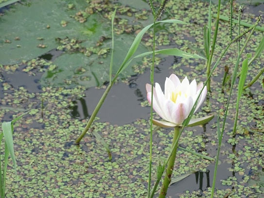 A serene water scene featuring a blooming white and pink lotus flower surrounded by green aquatic plants and lily pads. Tall grass stalks rise from the water, creating a peaceful, natural environment.