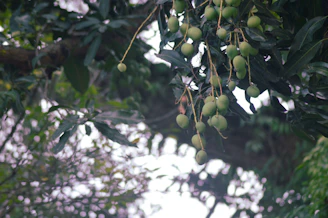 A sunlit close-up of ripe mangoes hanging on a lush green tree branch at Chinnari Farms.