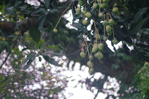 Green mangoes hanging from a tree branch surrounded by lush green leaves. The focus is on the cluster of mangoes with a slightly blurred background, giving a sense of a natural environment.