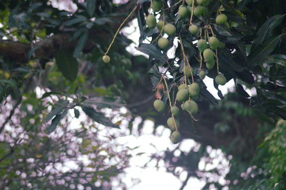 A sunlit close-up of ripe mangoes hanging on a lush green tree branch at Chinnari Farms.