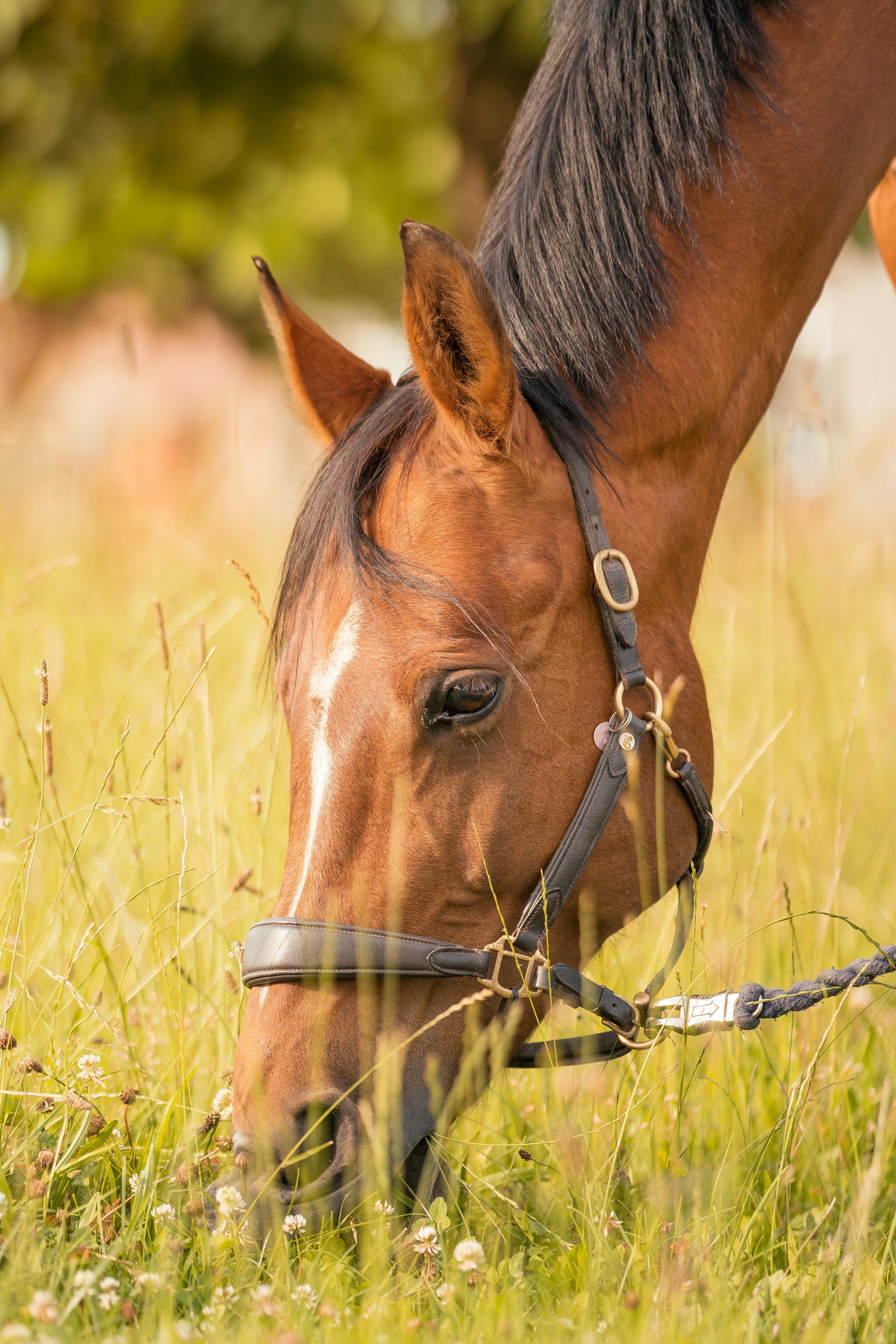 Caballo marrón comiendo hierba durante el día
