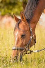 brown horse eating grass during daytime