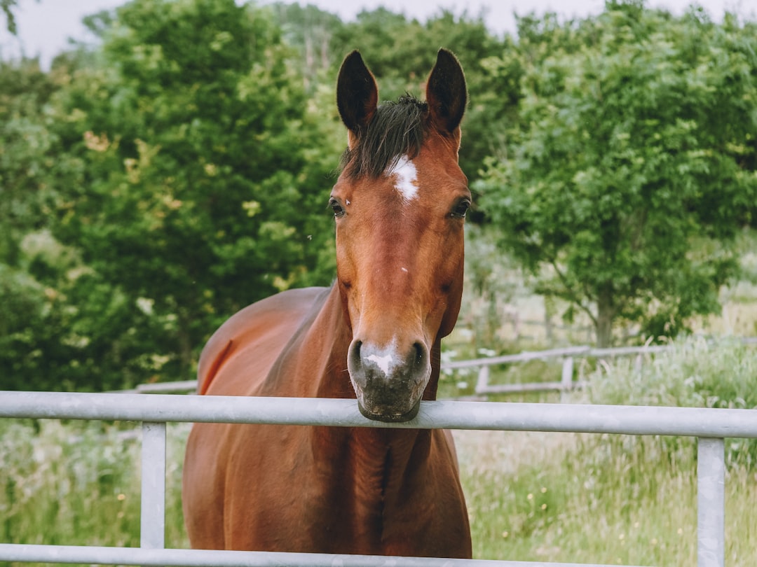 brown horse standing on green grass field during daytime