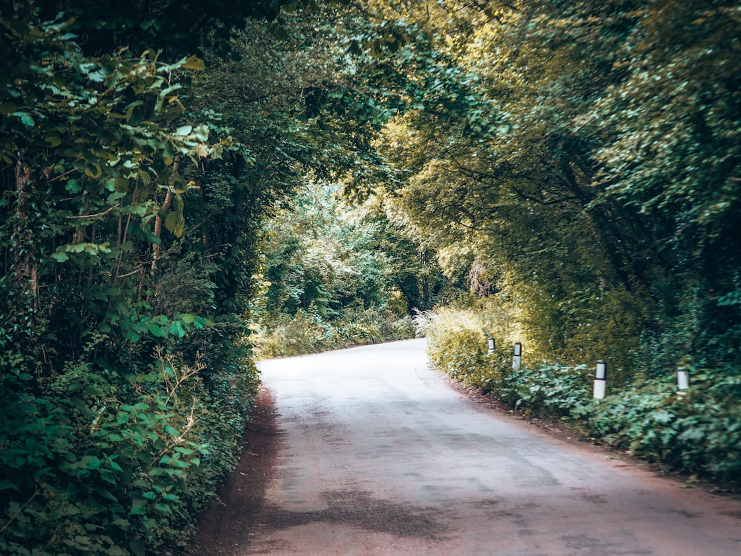 gray concrete pathway between green trees during daytime