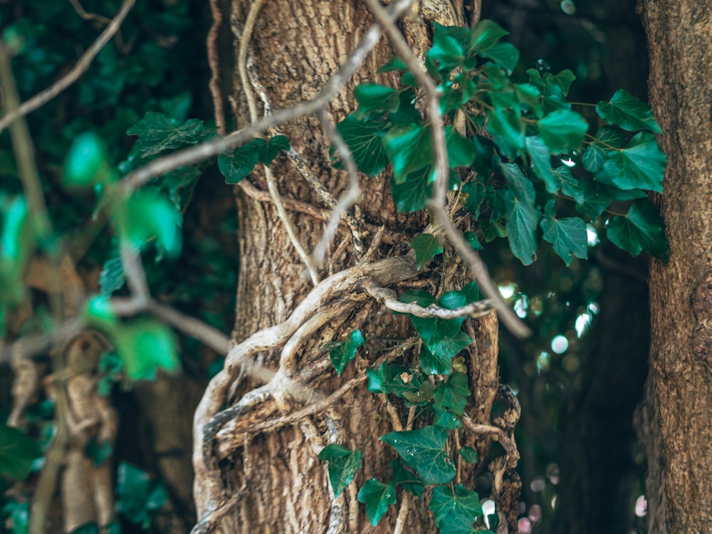 Tronco de árbol marrón con hojas verdes