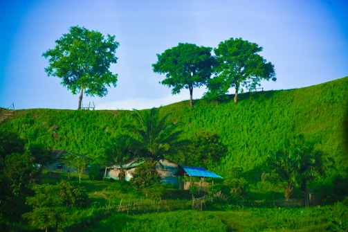 A serene rural landscape with lush green hills and three prominent trees standing on the slope. In the foreground, there are small rustic houses with tin roofs nestled among dense vegetation, surrounded by various bushy trees and plants.