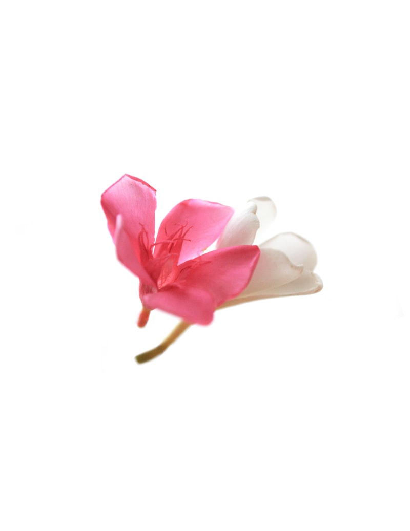 White and pink flower on a white background