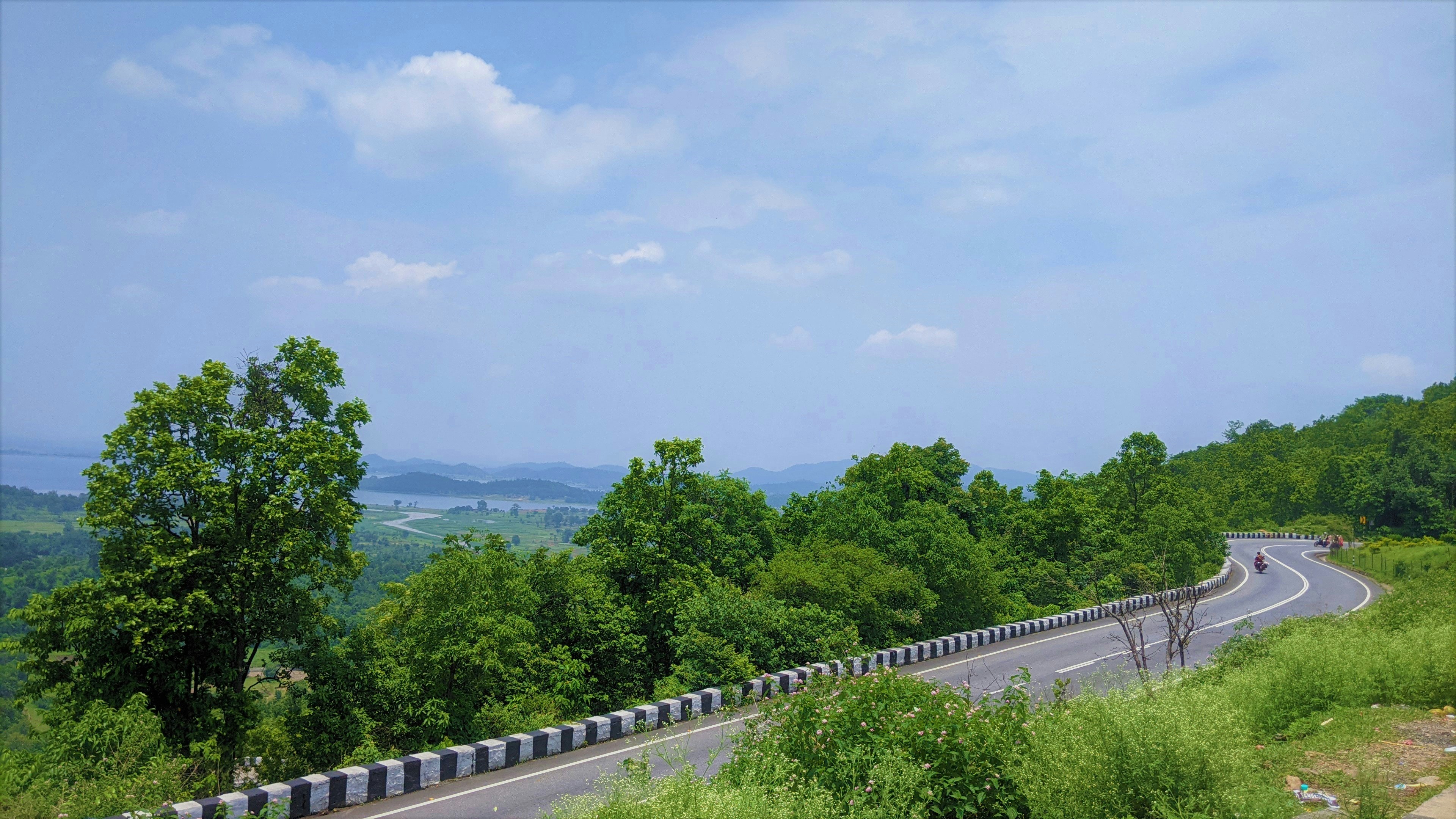 green trees under white sky during daytime