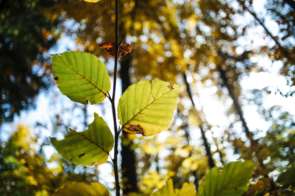 green leaves in tilt shift lens