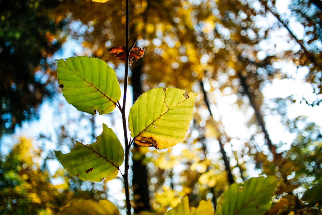 green leaves in tilt shift lens