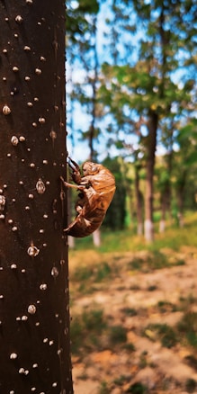 A brown insect exoskeleton clings to the trunk of a tree covered in small, round protrusions. The background features a blurred view of a forest with trees and green foliage.