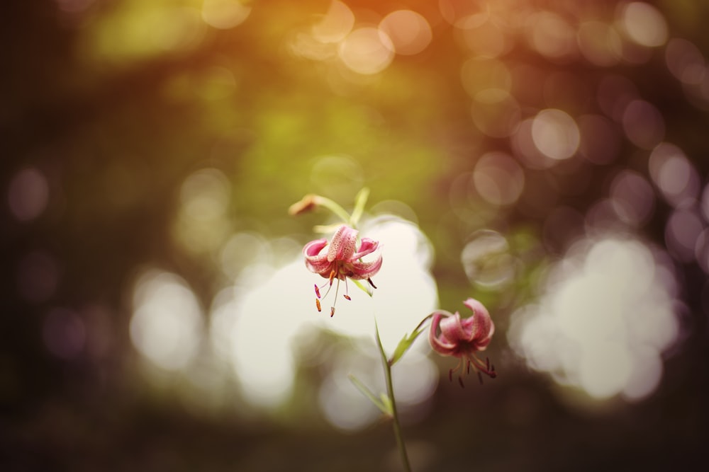 white and red flower in tilt shift lens