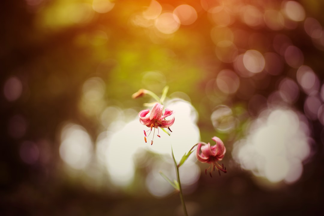 white and red flower in tilt shift lens