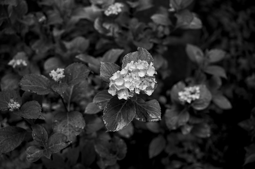 grayscale photo of flower in bloom