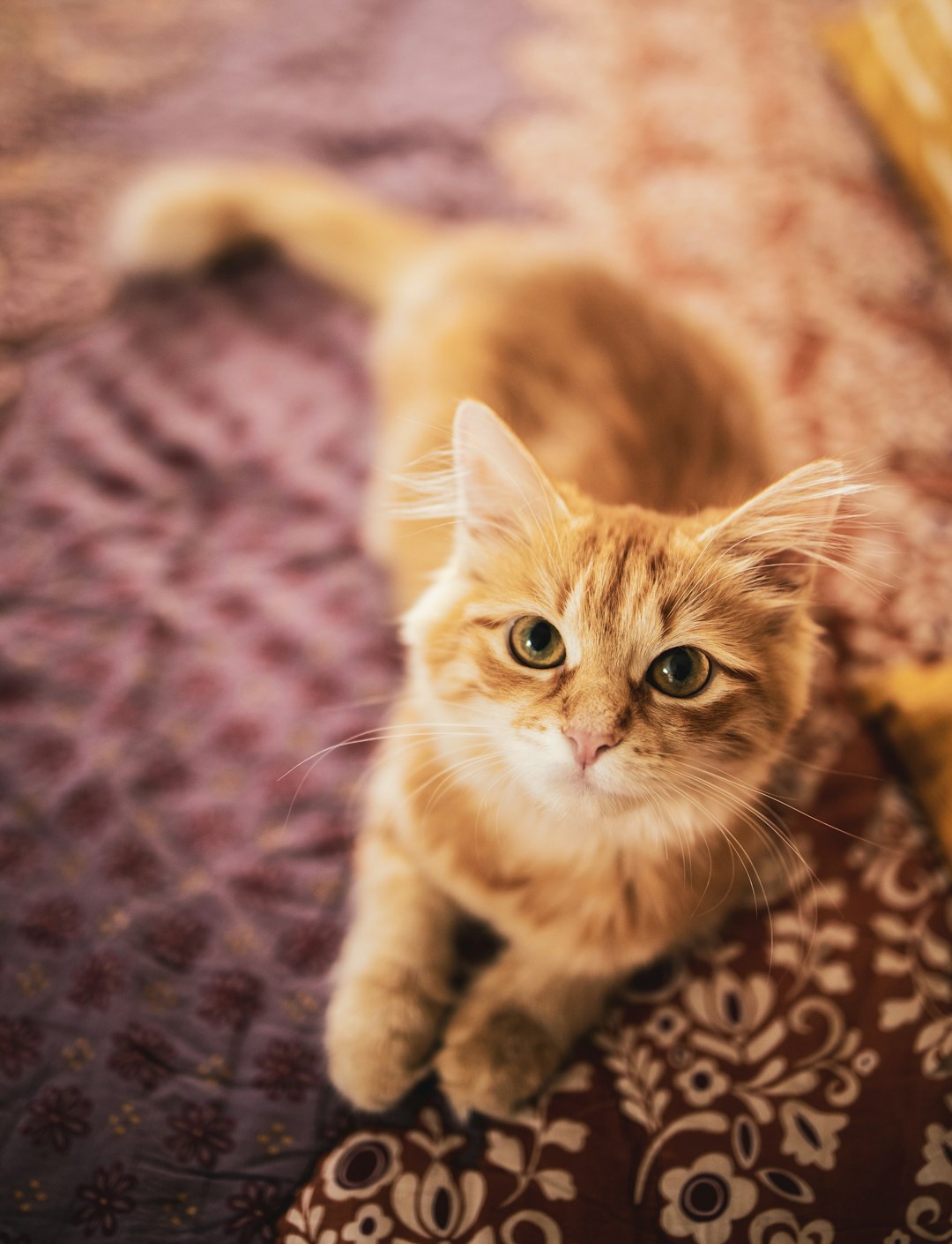 orange tabby cat on brown and white textile