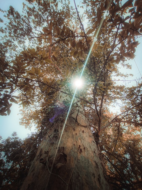 Tall tree trunk stretching upwards with sunlight peeking through the leaves. The branches and foliage form a dense canopy, creating a serene atmosphere.