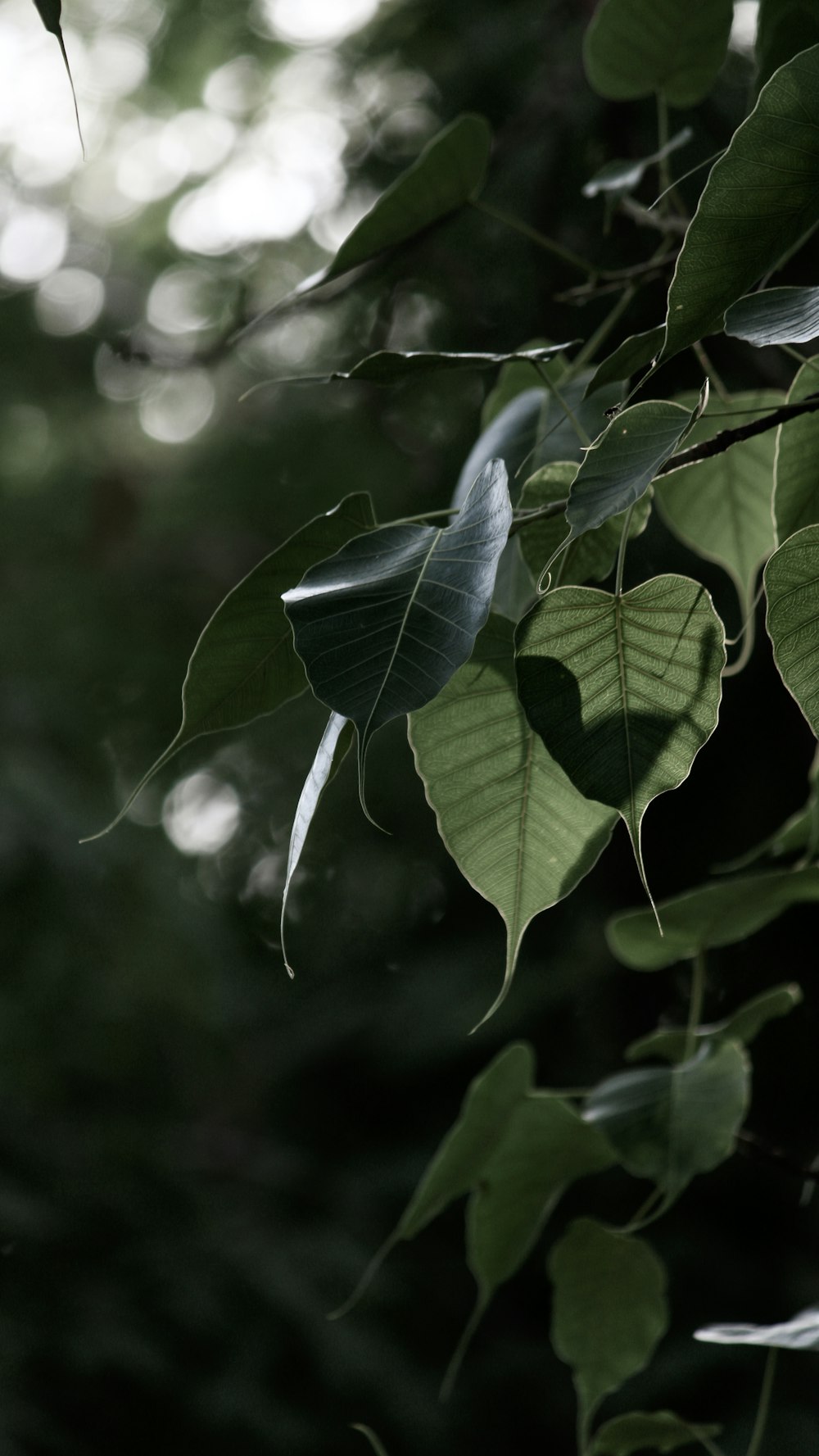 green leaf plant in close up photography