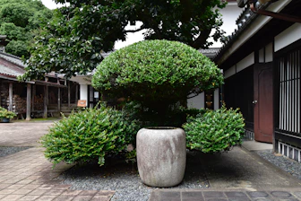 Shaped bushes adding charm to a cozy urban garden space.