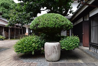 Gardener trimming bushes in a business courtyard