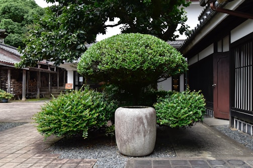 Gardener trimming bushes in a business courtyard