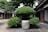 A neatly trimmed bush shaped in a topiary style, situated in a courtyard with traditional architecture. The surrounding buildings feature wood and plaster facades with wooden slat accents. The foreground has a stone or ceramic planter, and the ground is covered with stone tiles and pebbles. Dense, leafy greenery is prominent, with a large tree beside the shrubbery, enhancing the serene and orderly atmosphere.