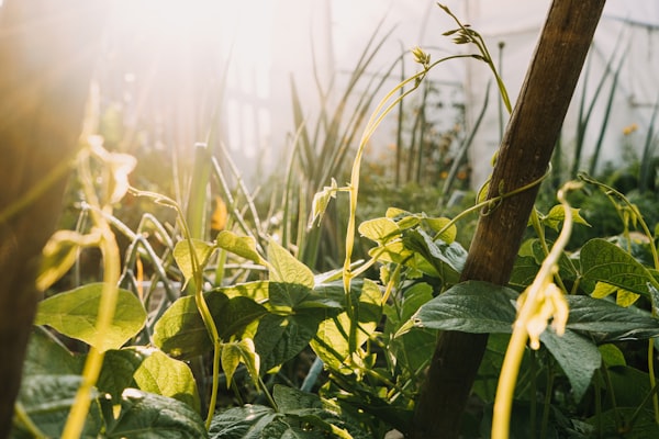 Permacultuur: Een tuin voor de toekomst