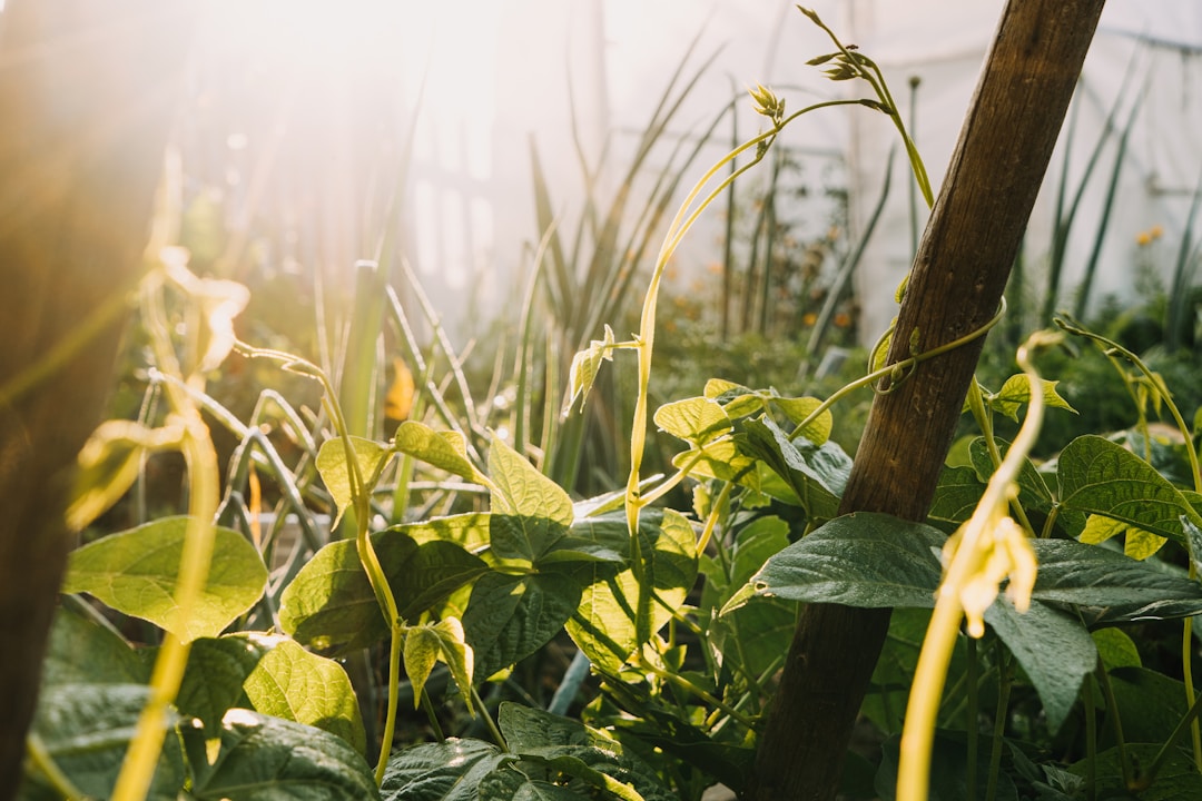 Visite du potager en permaculture