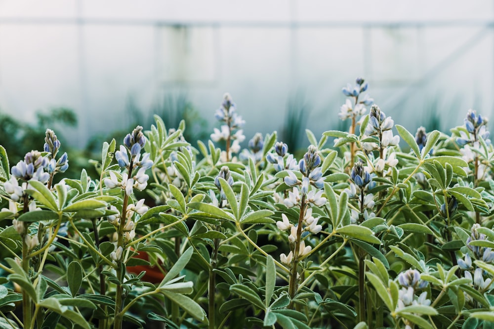 blue and white flowers during daytime