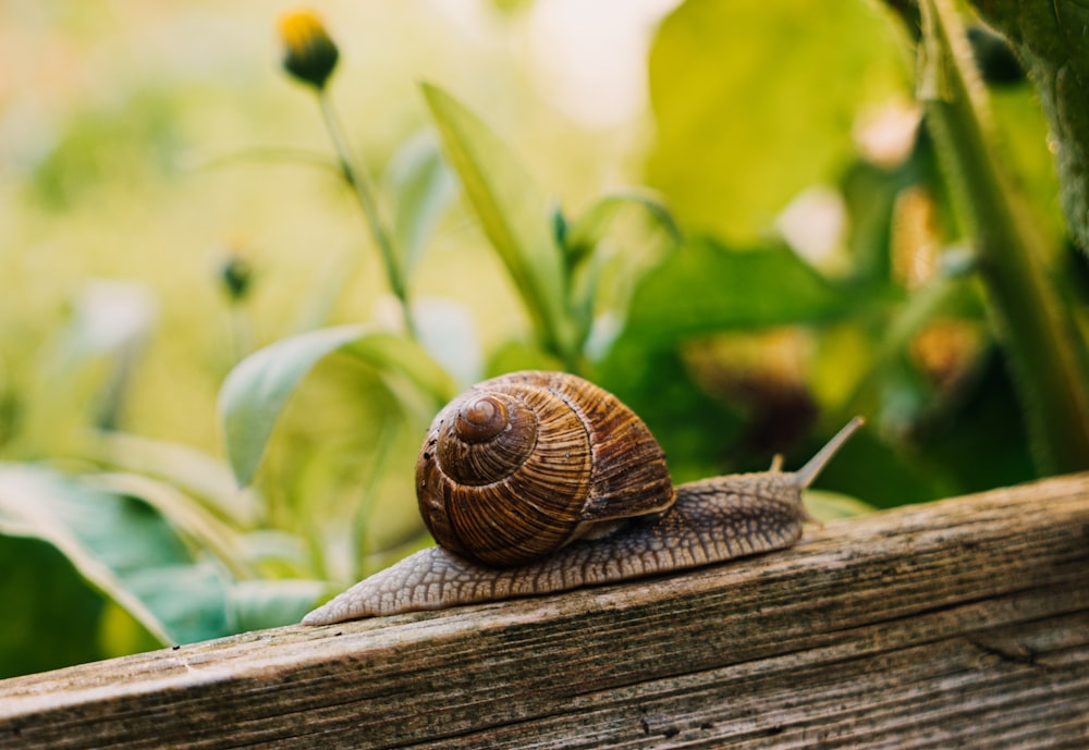 brown snail on brown wooden plank during daytime