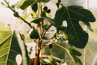 green fruit on green leaves