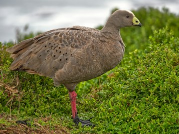 A large brown bird with speckled feathers and a bright green beak stands prominently on a lush green landscape. The bird's legs are pinkish-red, and its side profile is visible, showing detailed plumage patterns. Fresh greenery surrounds the bird, suggesting a natural outdoor setting.