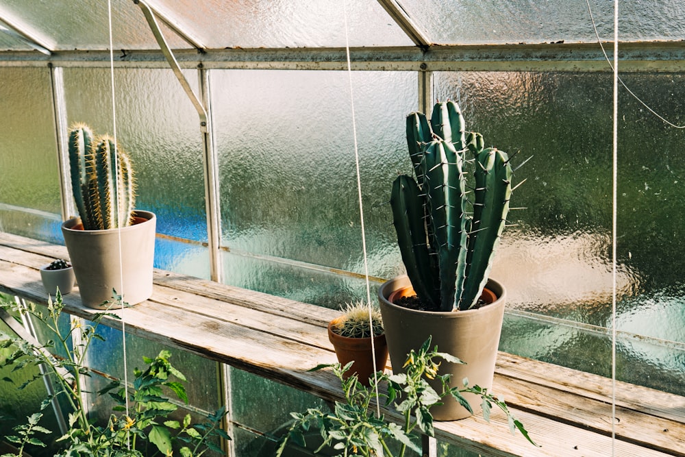 green cactus plant in white pot