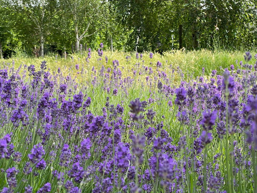 purple flower field during daytime