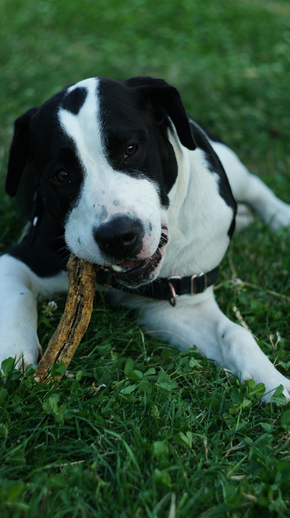 black and white short coated dog lying on green grass