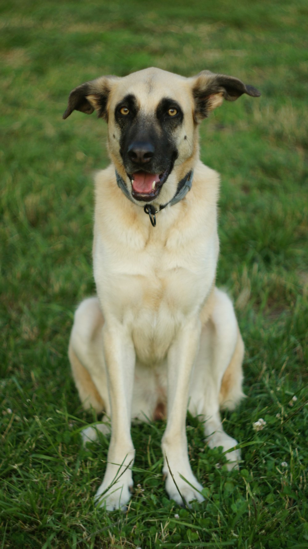 brown and black short coated dog sitting on green grass during daytime