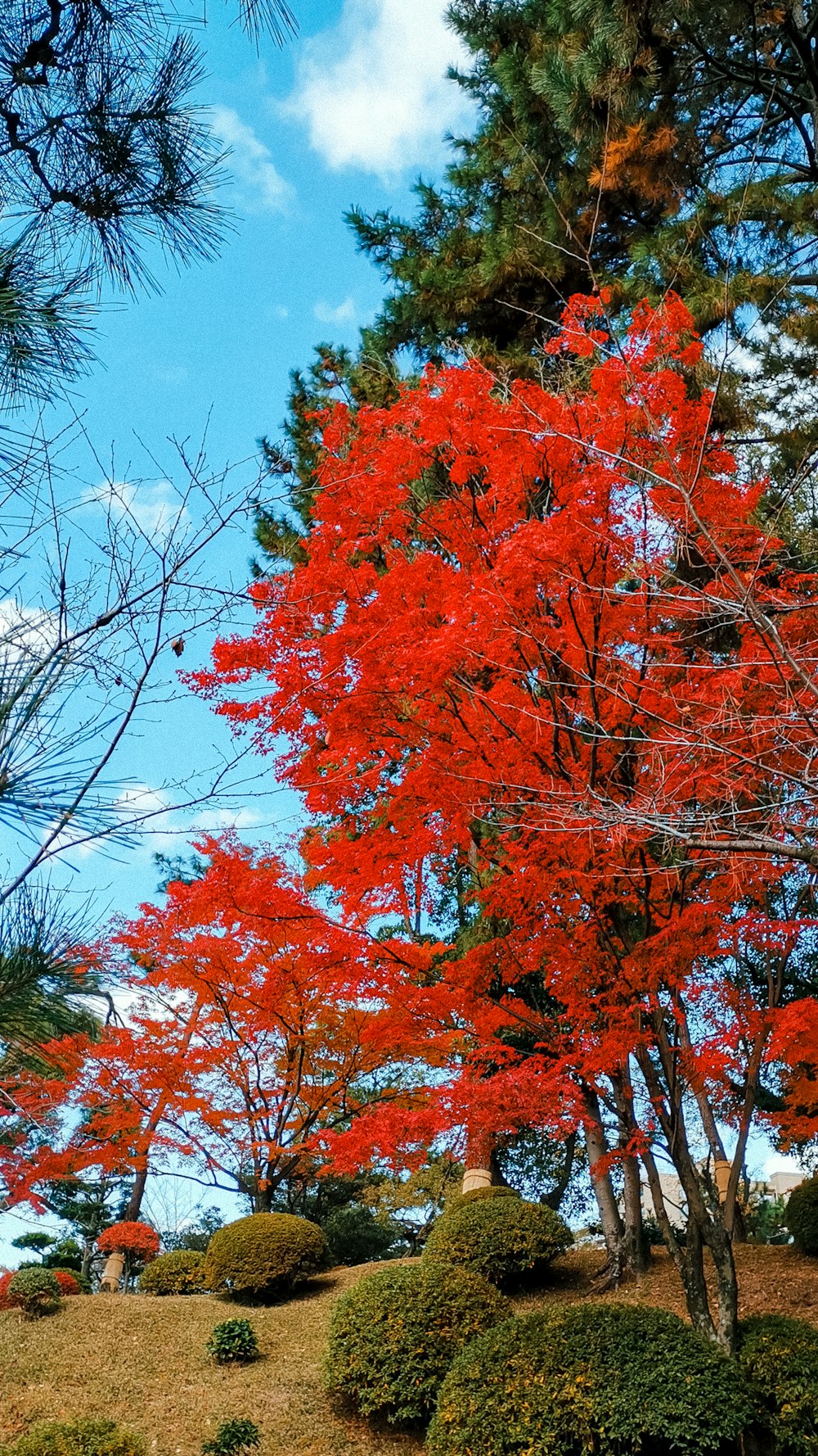 orange leaf tree under blue sky during daytime