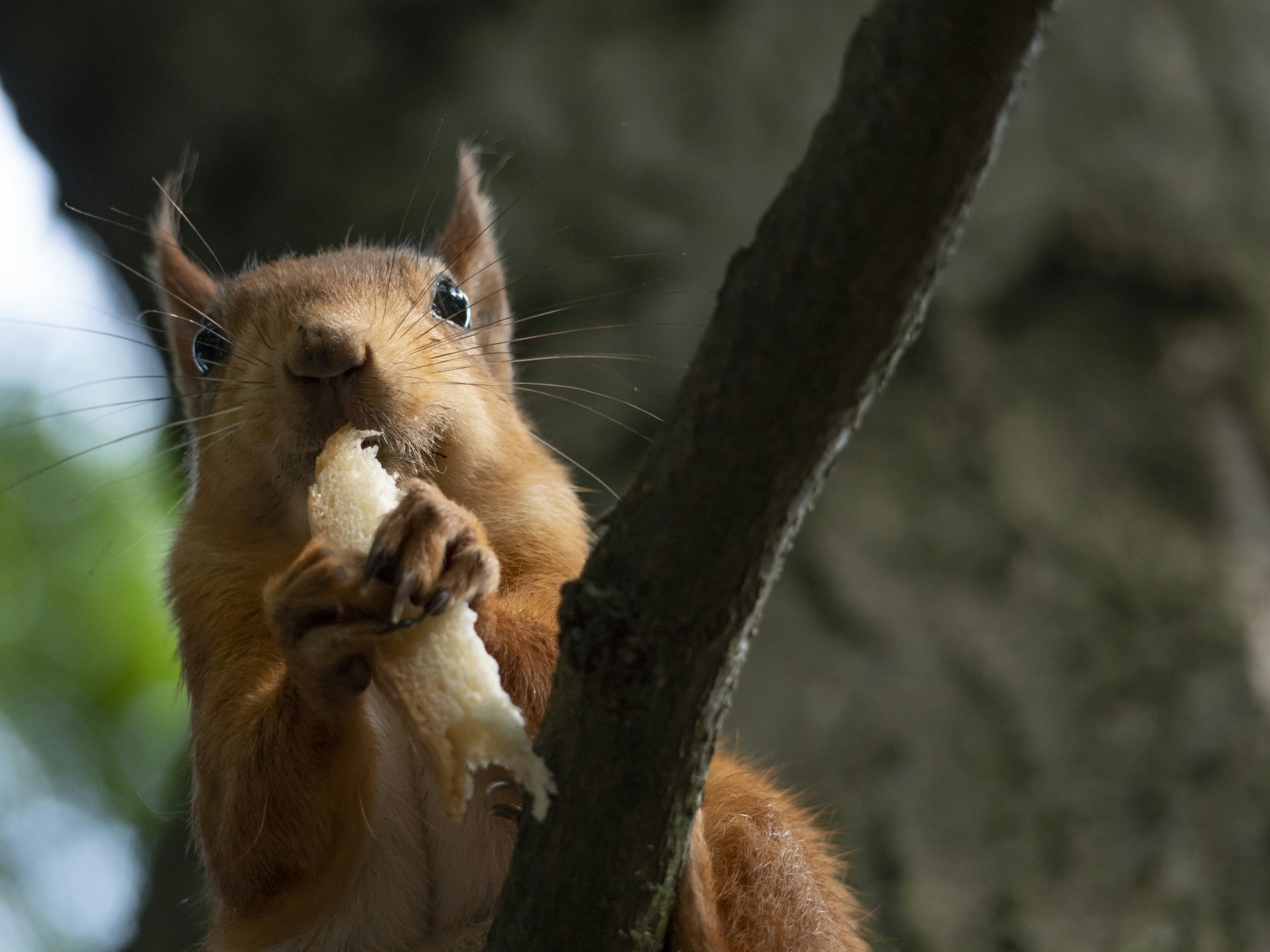 昼間の茶色の木の枝に茶色のリスの写真 Unsplashで見つける動物の無料写真