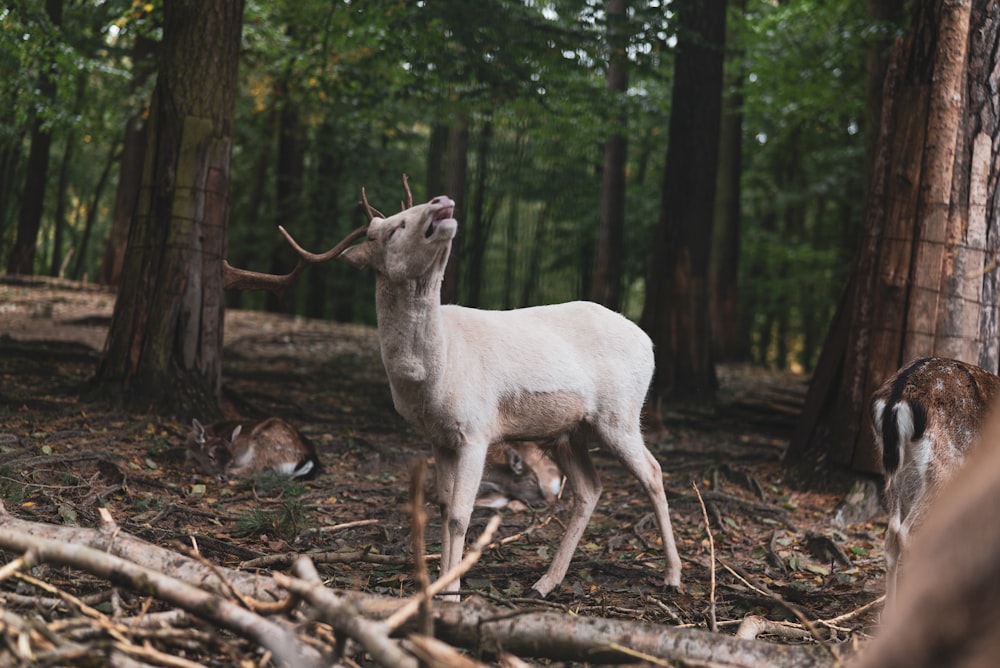 white goat on brown tree