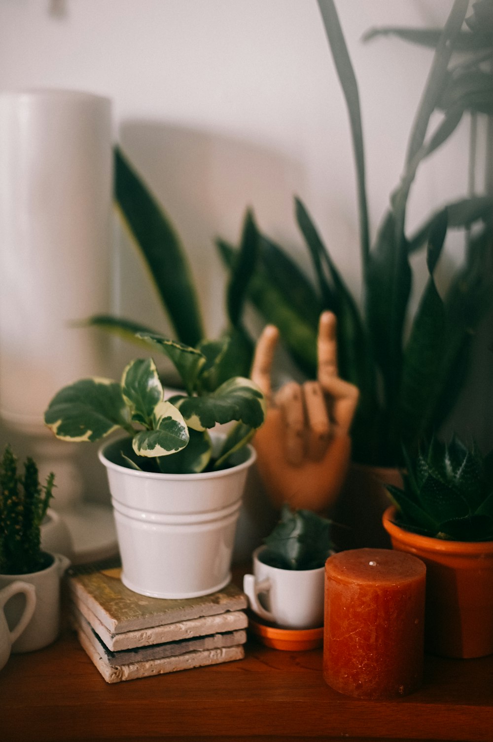 green snake plant in white ceramic pot