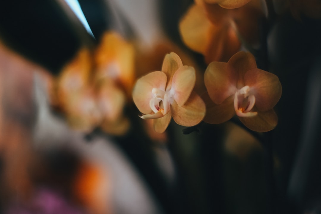 yellow flower in tilt shift lens