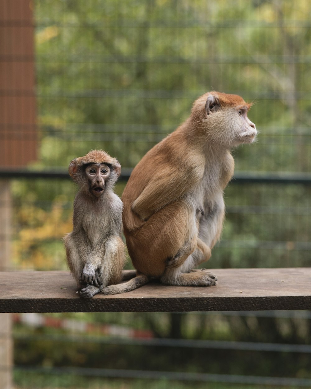two brown monkeys sitting on brown wooden table